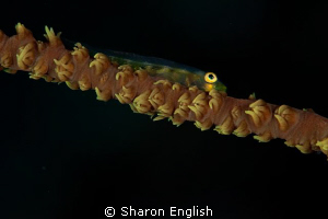 Whip Coral Gobie by Sharon English 